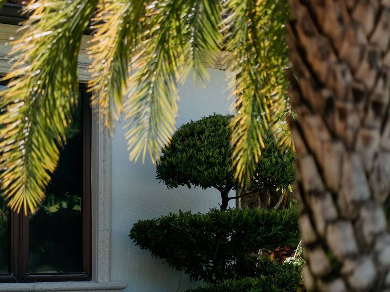 Palm fronds and a trimmed shrub beside a white exterior wall and window