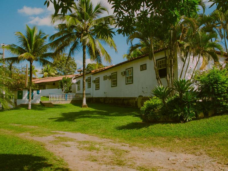 Tropical yard with a green lawn and palm trees beside a white single-story house